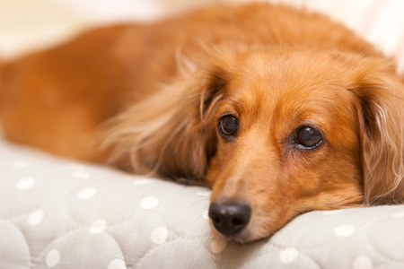Dachshundの写真素材