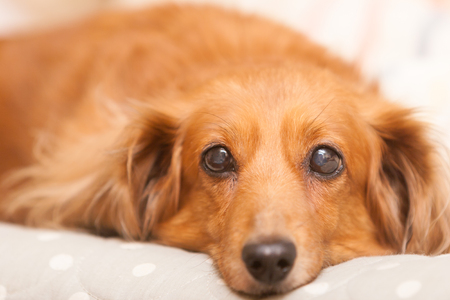 Dachshundの写真素材