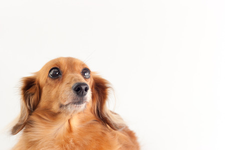 Dachshundの写真素材