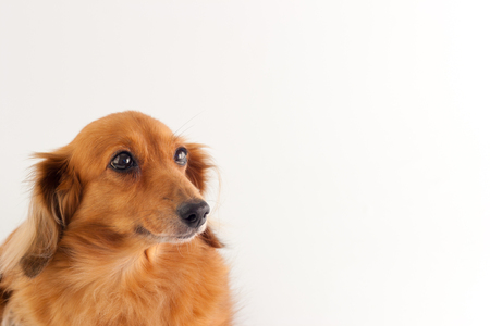 Dachshundの写真素材