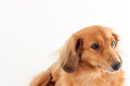 Dachshundの写真素材