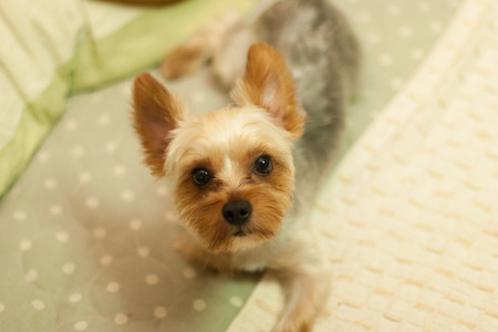 Yorkshire Terrierの写真素材