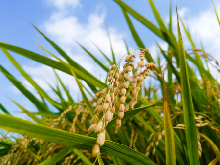 Ear of riceの写真素材
