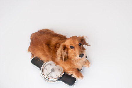Dachshund