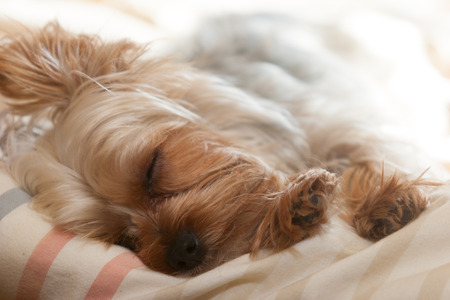 Yorkshire Terrierの写真素材