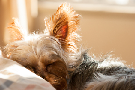 Yorkshire Terrierの写真素材