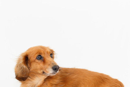 Dachshundの写真素材