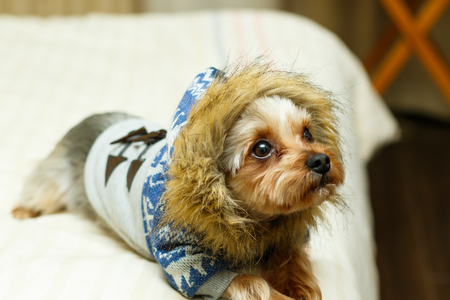 Yorkshire Terrierの写真素材