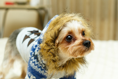 Yorkshire Terrierの写真素材