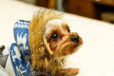 Yorkshire Terrierの写真素材