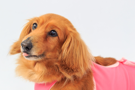 Dachshundの写真素材