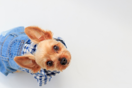 Yorkshire Terrierの写真素材