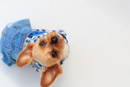 Yorkshire Terrierの写真素材