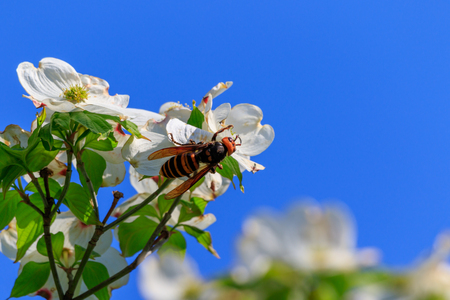 Dogwood and Hornetsの写真素材