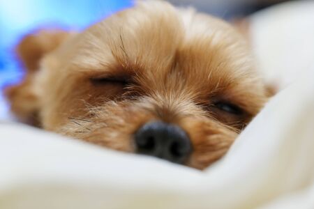 Yorkshire Terrier Sleeping in Bedの写真素材