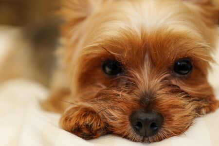 Yorkshire Terrier sleeping in bedの写真素材