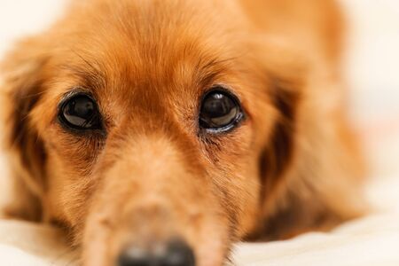 Miniature dachshund sleeping on bedの写真素材