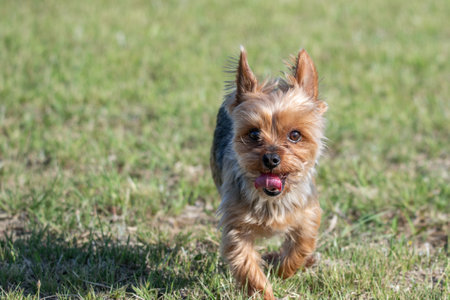 Yorkshire Terrier playing in the parkの写真素材