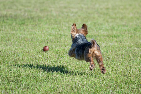 Yorkshire Terrier playing in the parkの写真素材
