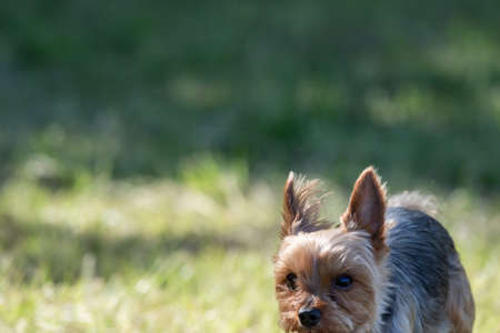 Yorkshire Terrier playing in the parkの写真素材
