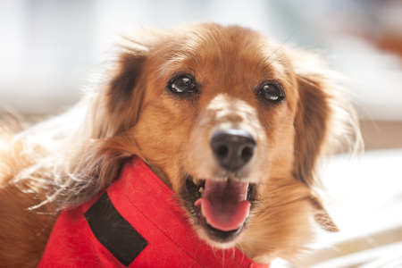 Miniature Dachshund Portraitの写真素材