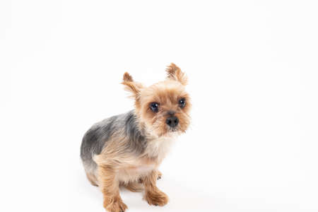 Yorkshire Terrier sitting down and looking forwardの写真素材
