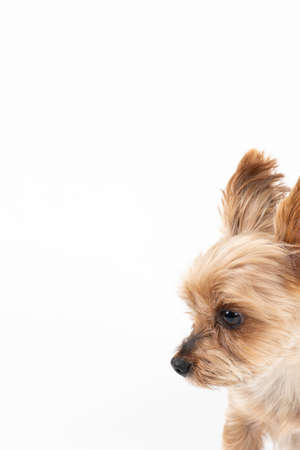 Yorkshire terrier profile. Portrait