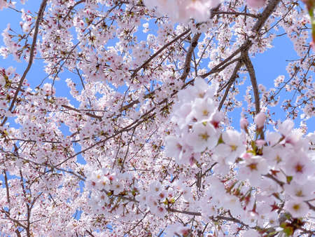 Cherry Blossoms in Mikami, Yasu City, Shiga Prefectureの写真素材