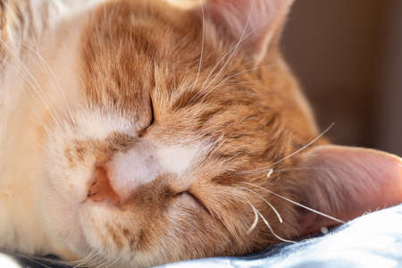 Bed Sleeping House Catの写真素材