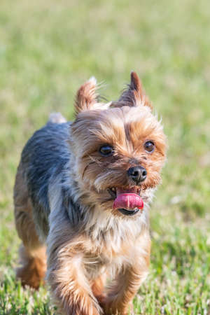 Yorkshire Terrier running on park lawnの写真素材