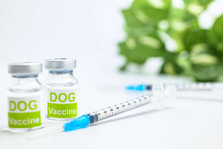 Image of vaccination in dogsの写真素材