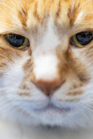 Close-up of tea tor's house catの写真素材