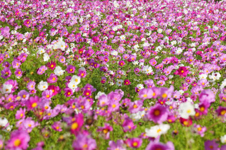 Cosmos Fields in Shodoshima Islandの写真素材