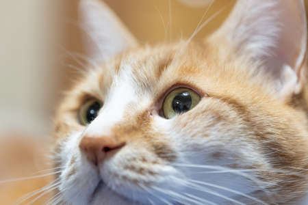 Close-up of tea tor's house catの写真素材