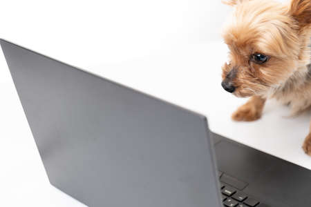 Yorkshire Terrier looking into a computerの写真素材