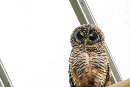 An American owl looking down from a high pointの写真素材