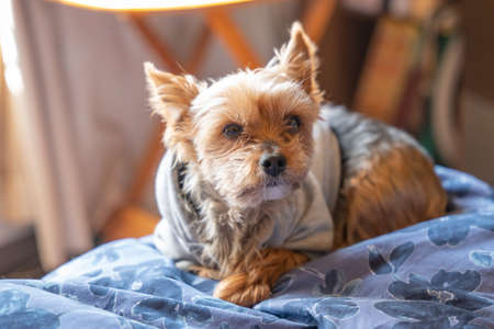 Yorkshire Terrier playing indoorsの写真素材