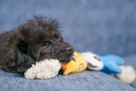 Mixed-breed puppy sleeping leaning against a toy