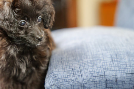 A mixed-breed puppy leaning on a sofa and staring at one pointの写真素材