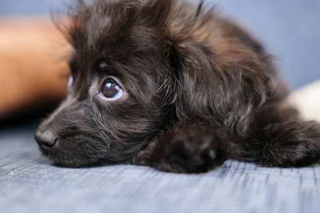 mixed breed puppy looking up