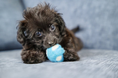 Mixed-breed puppy sleeping leaning against a toyの写真素材