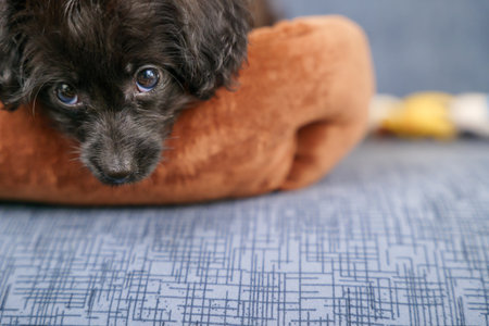 Mixed-breed puppy resting its chin on a dog bedの写真素材
