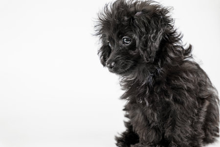 Mixed-breed puppy sitting and looking forwardの写真素材