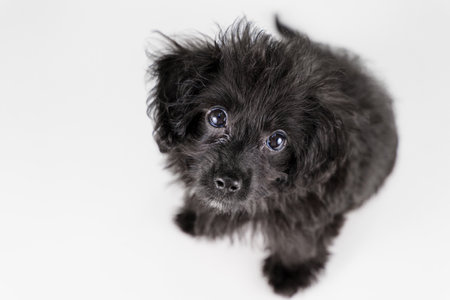 Mixed-breed puppy looking up at cameraの写真素材