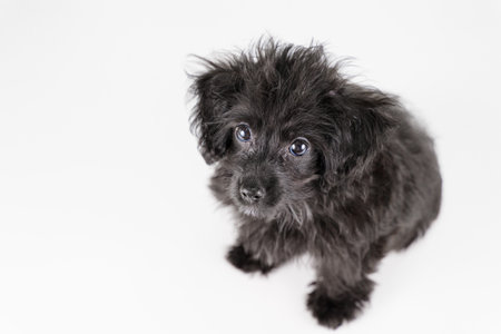 Mixed-breed puppy sitting and looking upの写真素材