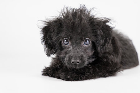 Mixed-breed puppy lying down and looking at cameraの写真素材