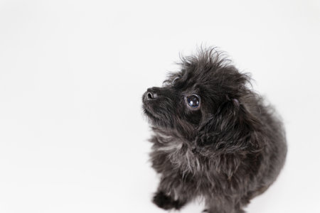 Mixed-breed puppy sitting and looking upの写真素材
