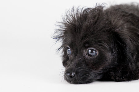 Mixed-breed puppy lying with its chin on the floorの写真素材