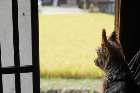 Yorkshire terrier looking out from an old houseの写真素材