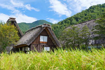 Ear of rice, blue sky and gassho-zukuri styleの写真素材